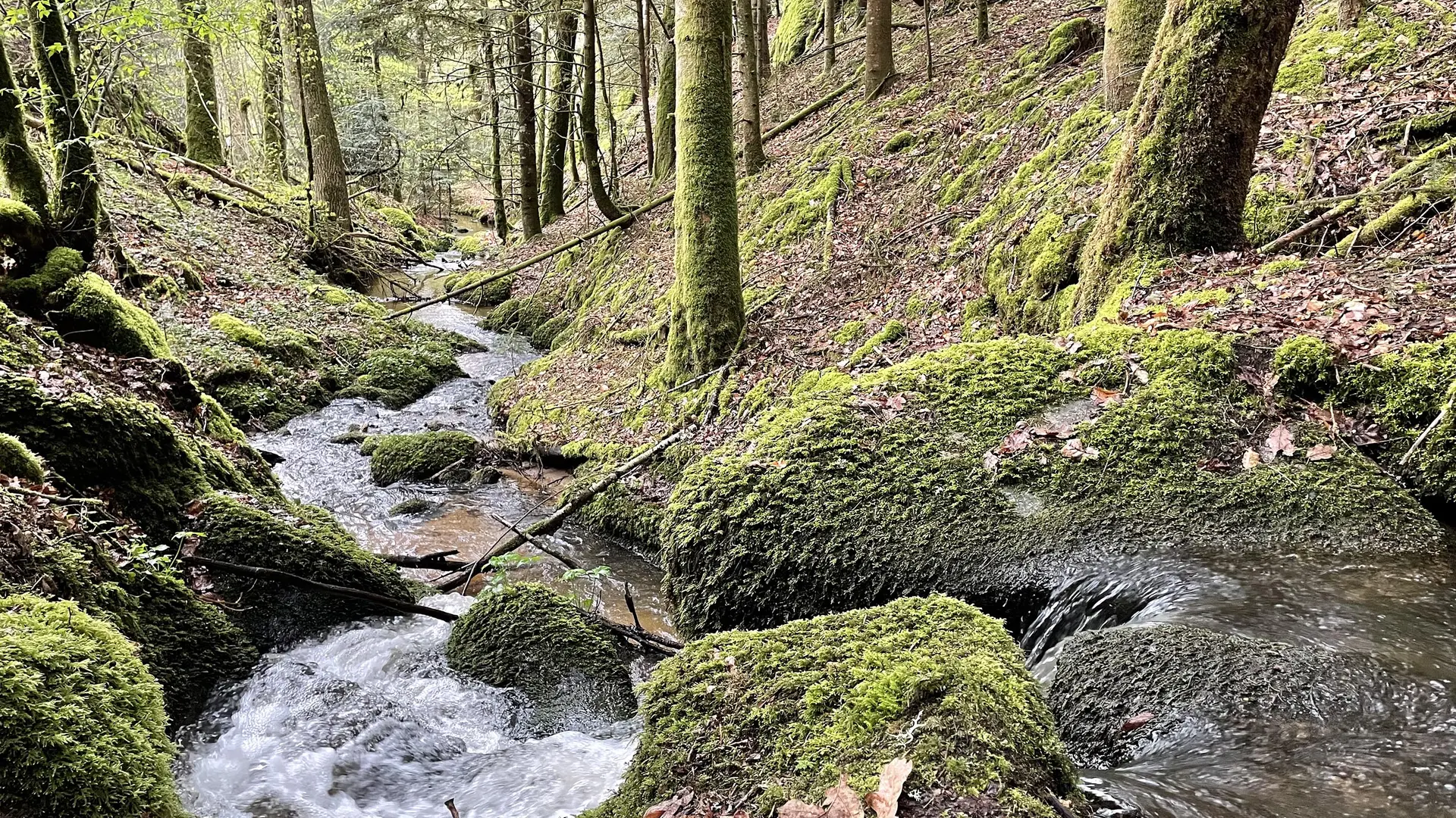 Le ruisseau du Bouy à travers une forêt du domaine