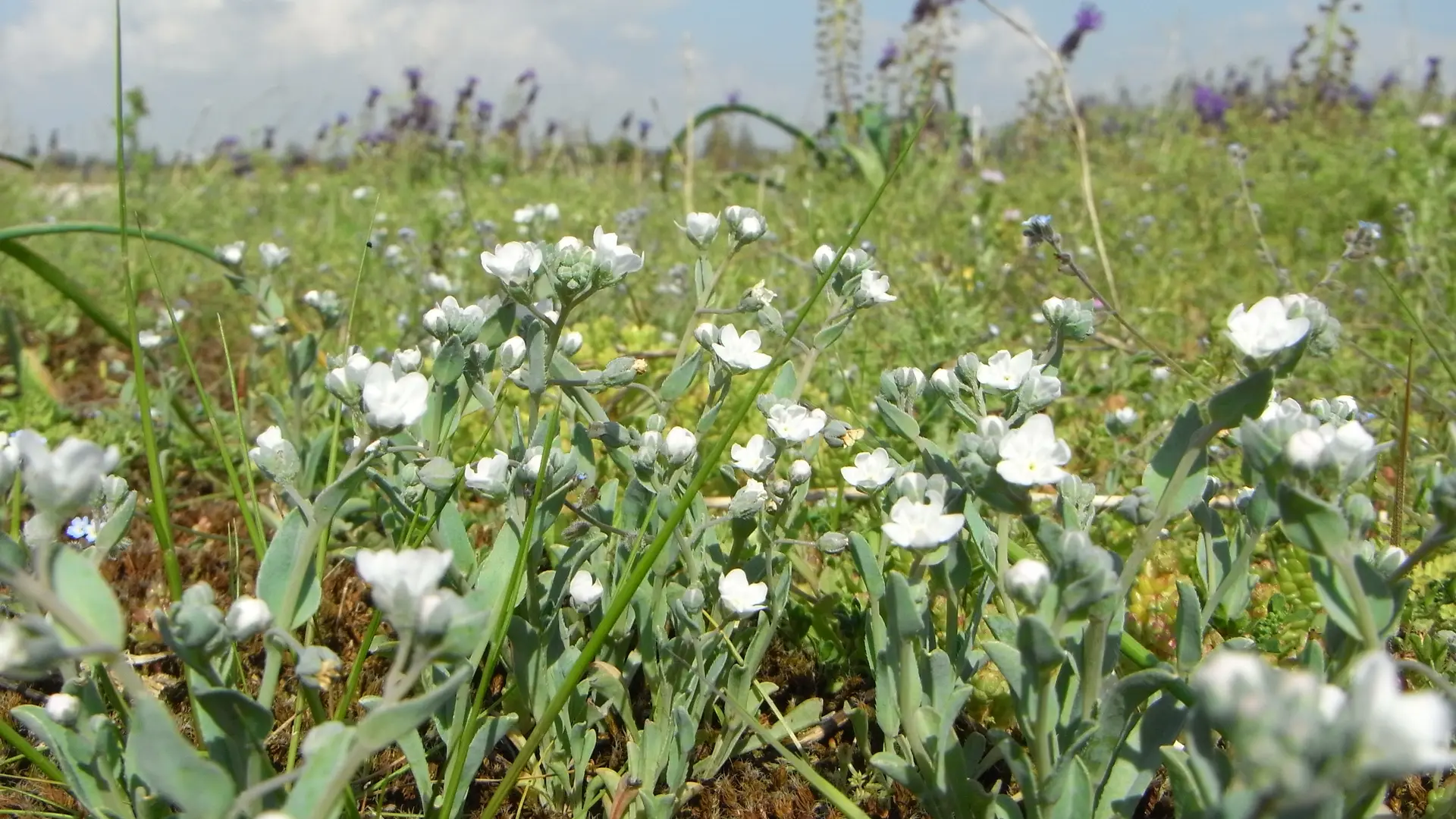 Omphalodes littoralis, eine Seltenheit von europäischem Interesse
