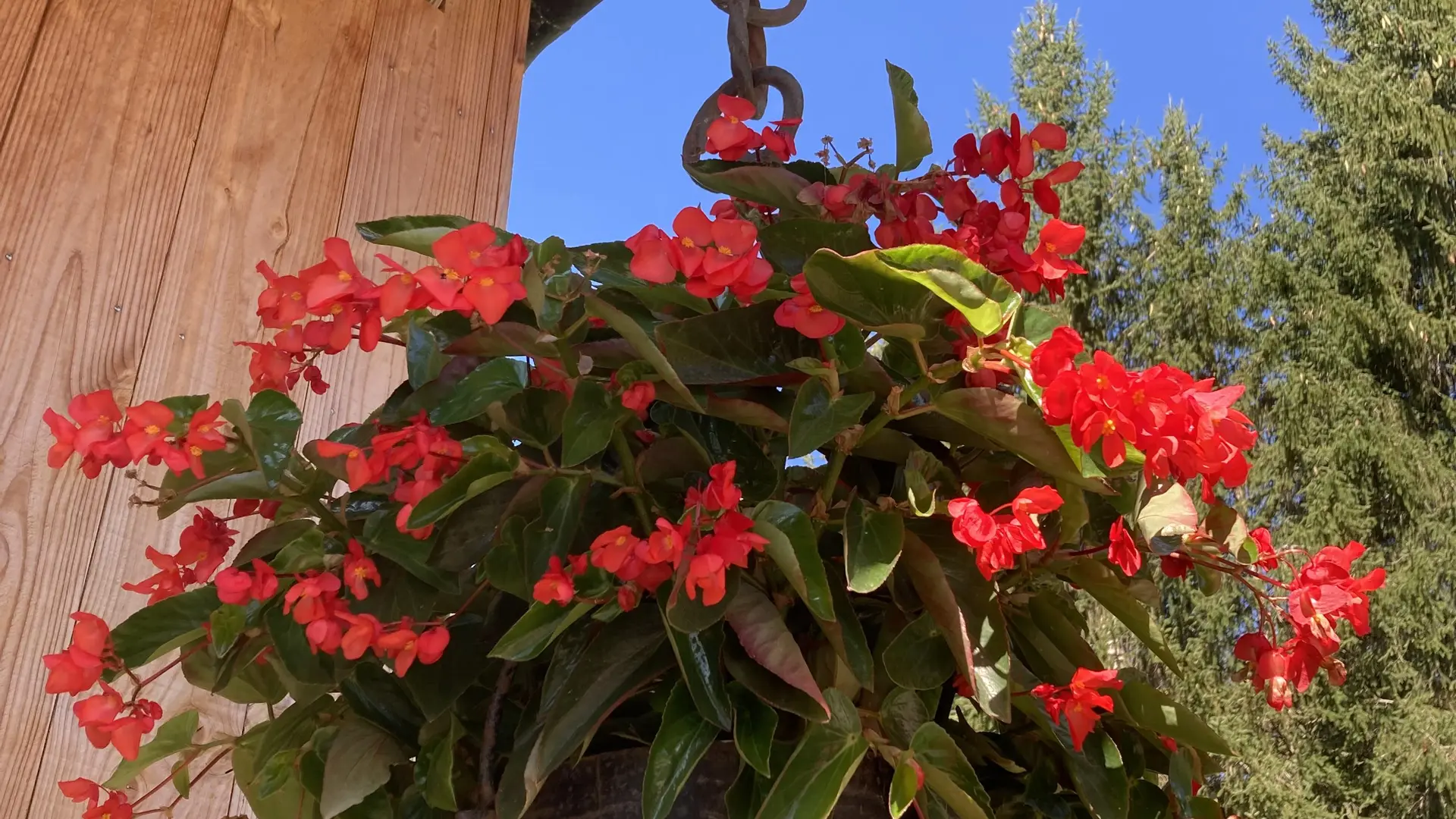 Côté fleurs
