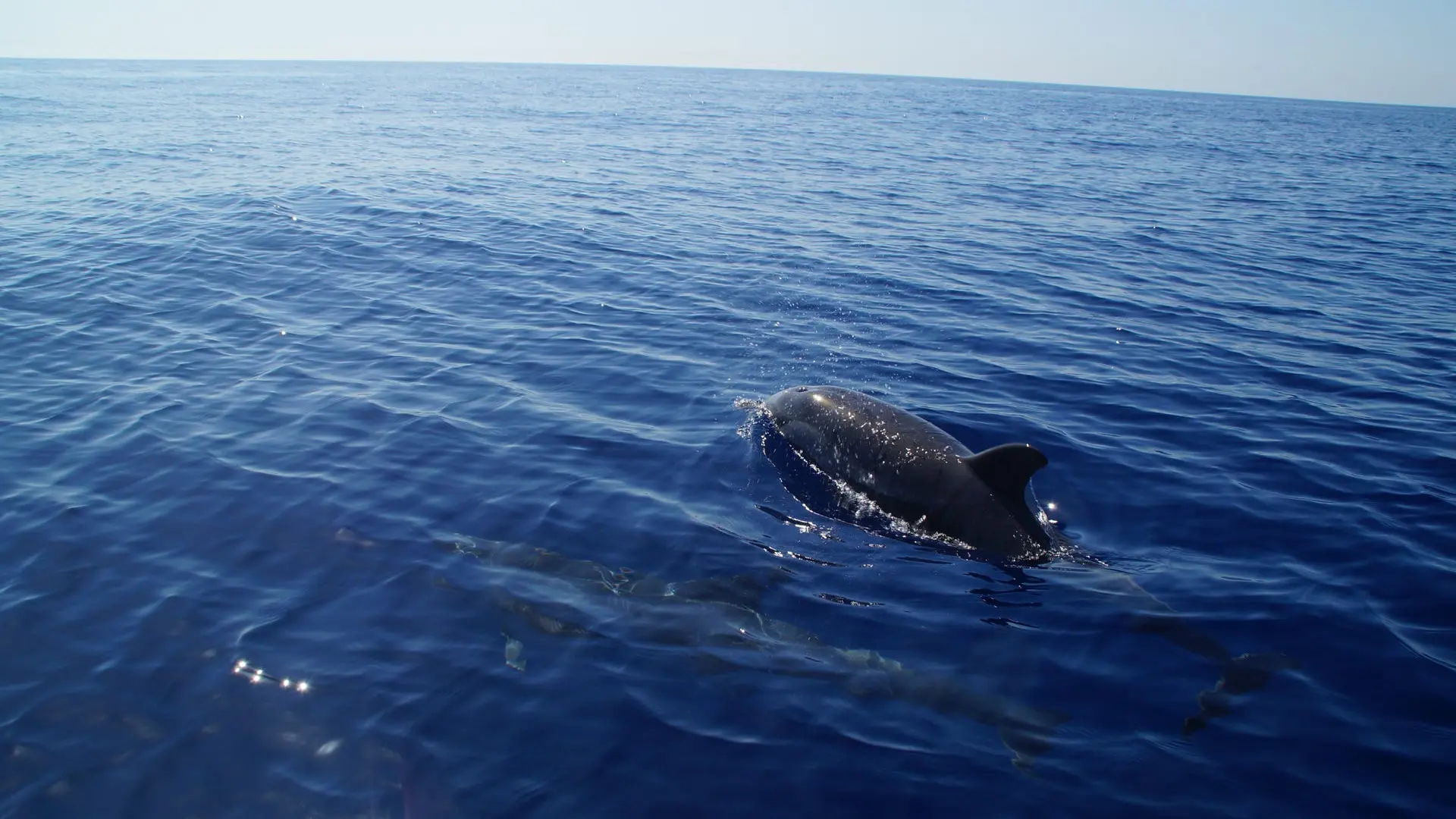 Sorties observation des cétacés dans le sanctuaire Pelagos La Londe les Maures