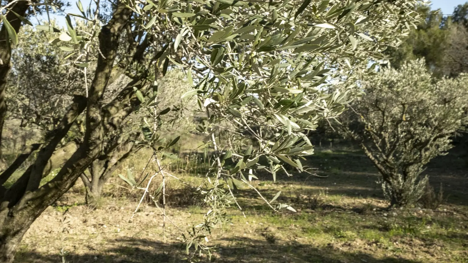 Chapelle Notre Dame de Pépiole