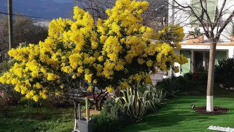 Les lauriers roses - jardin - Gîtes de France Alpes-Maritimes