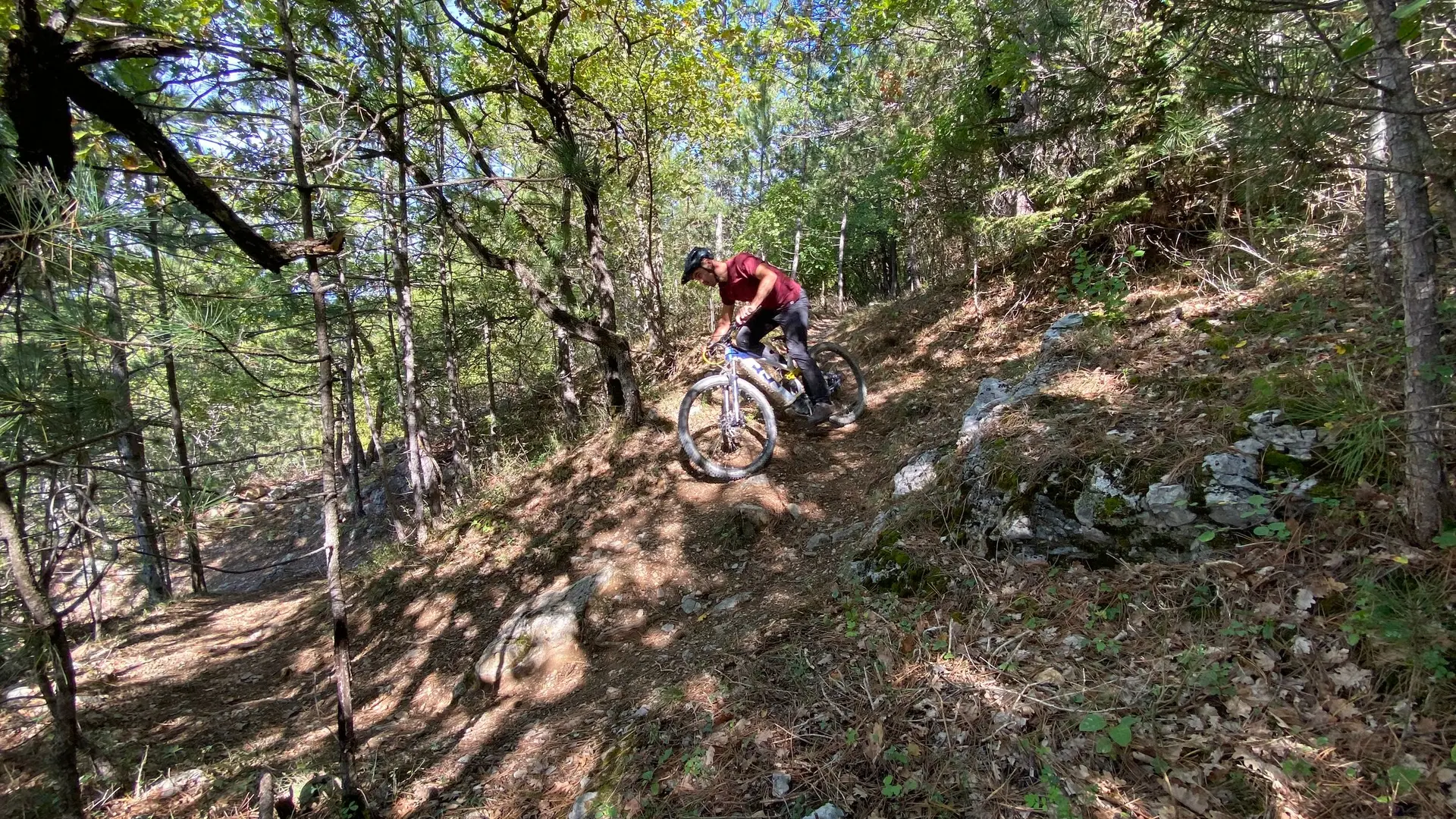 De belles epingles en sous-bois