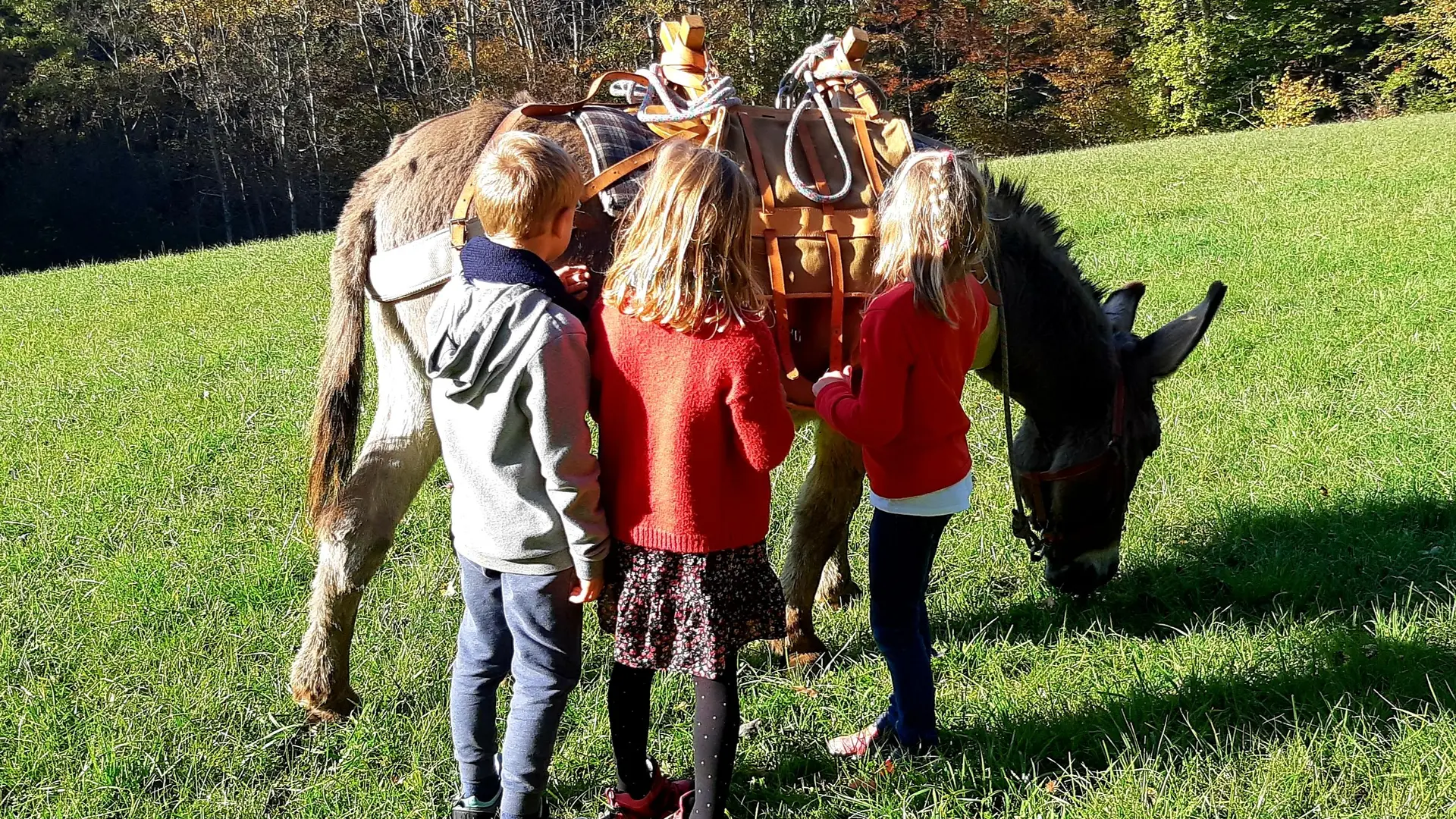 Balade avec les ânes