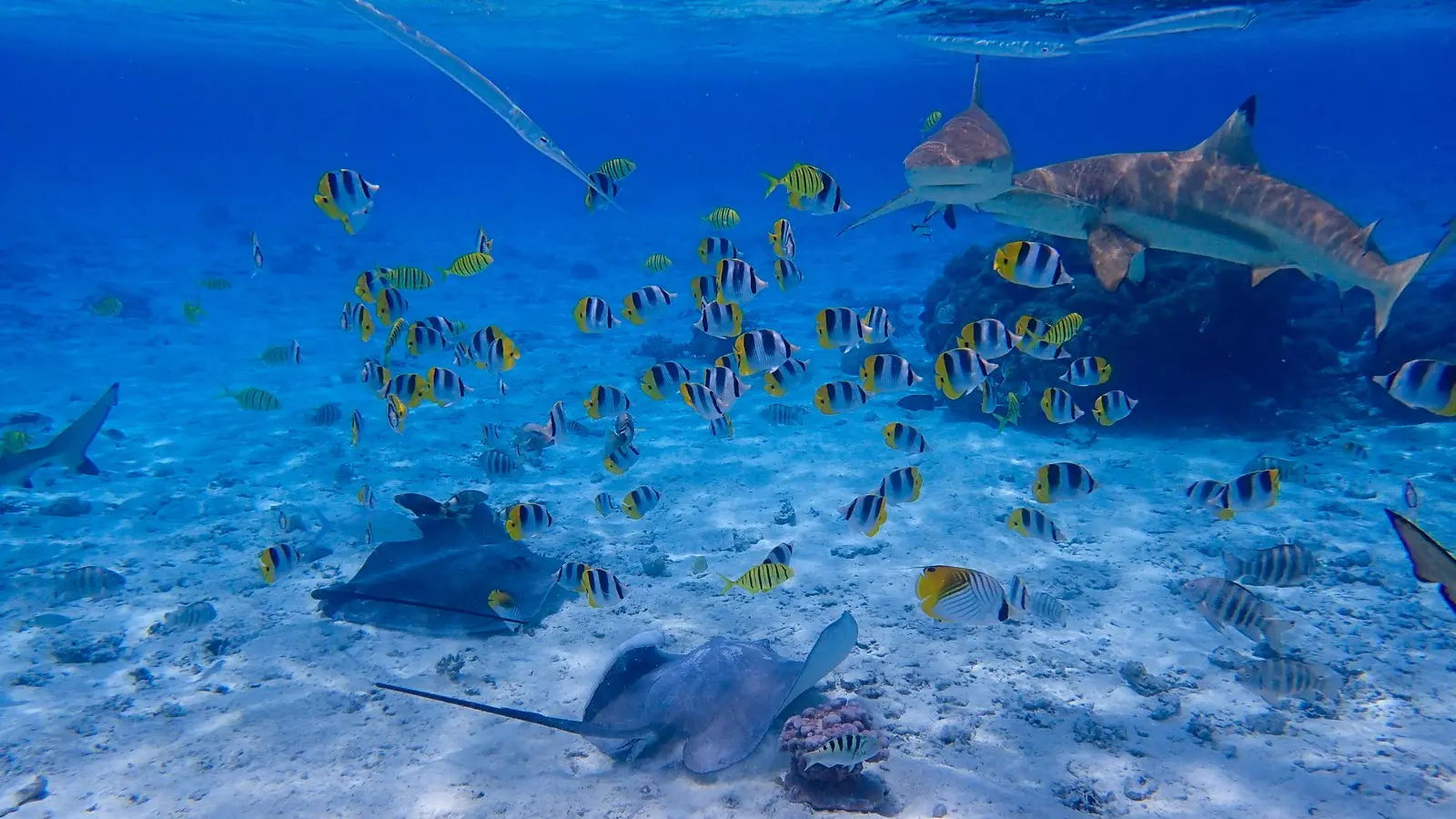 Lagoon Service Bora Bora