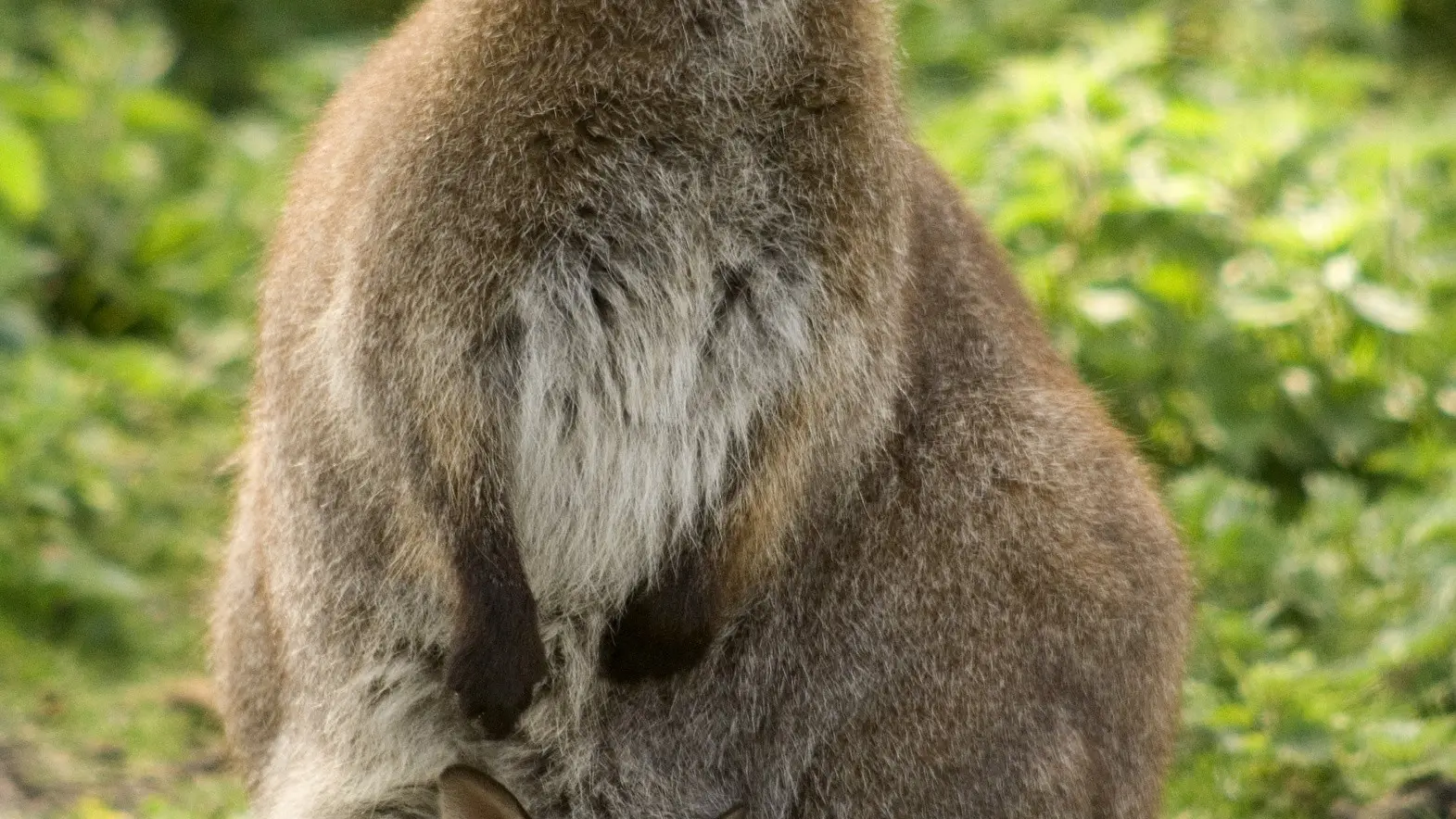 Wallaby