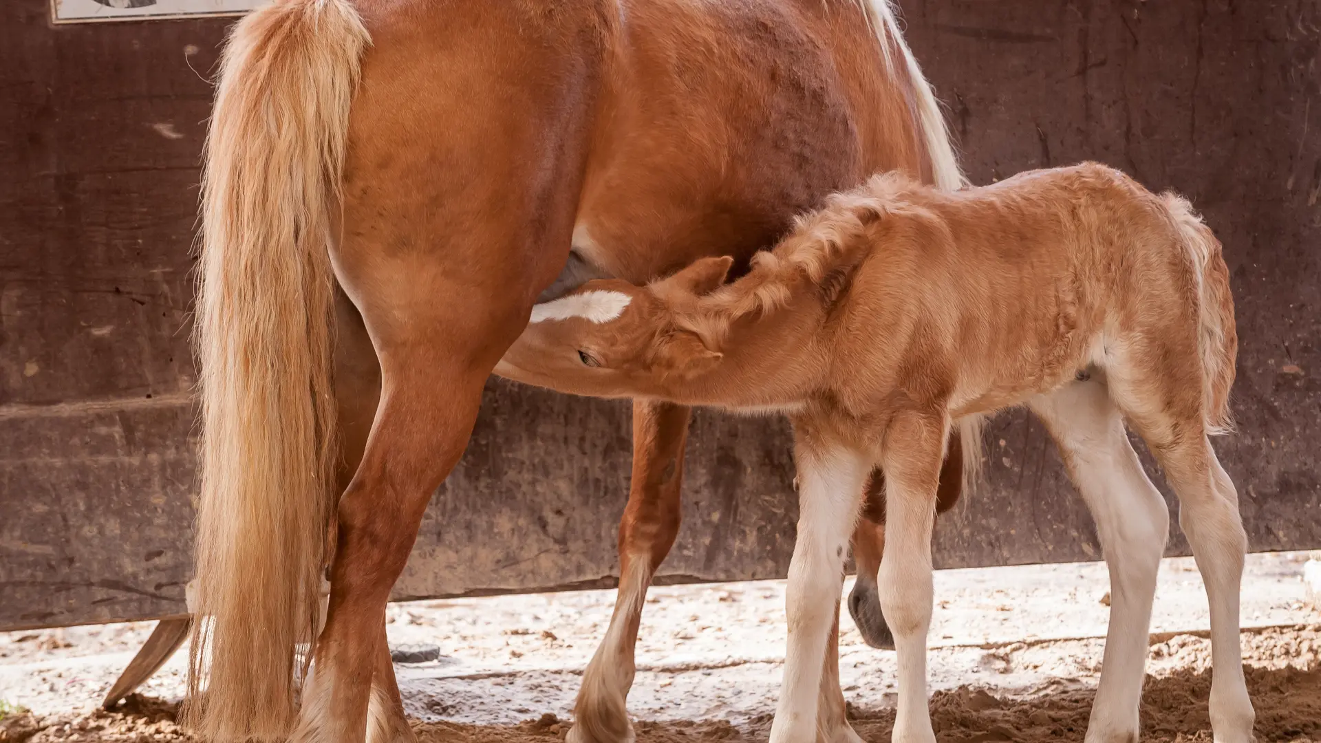 Le Haras du Vercors