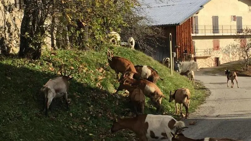 Chèvres dans le Hameau de la Savattaz