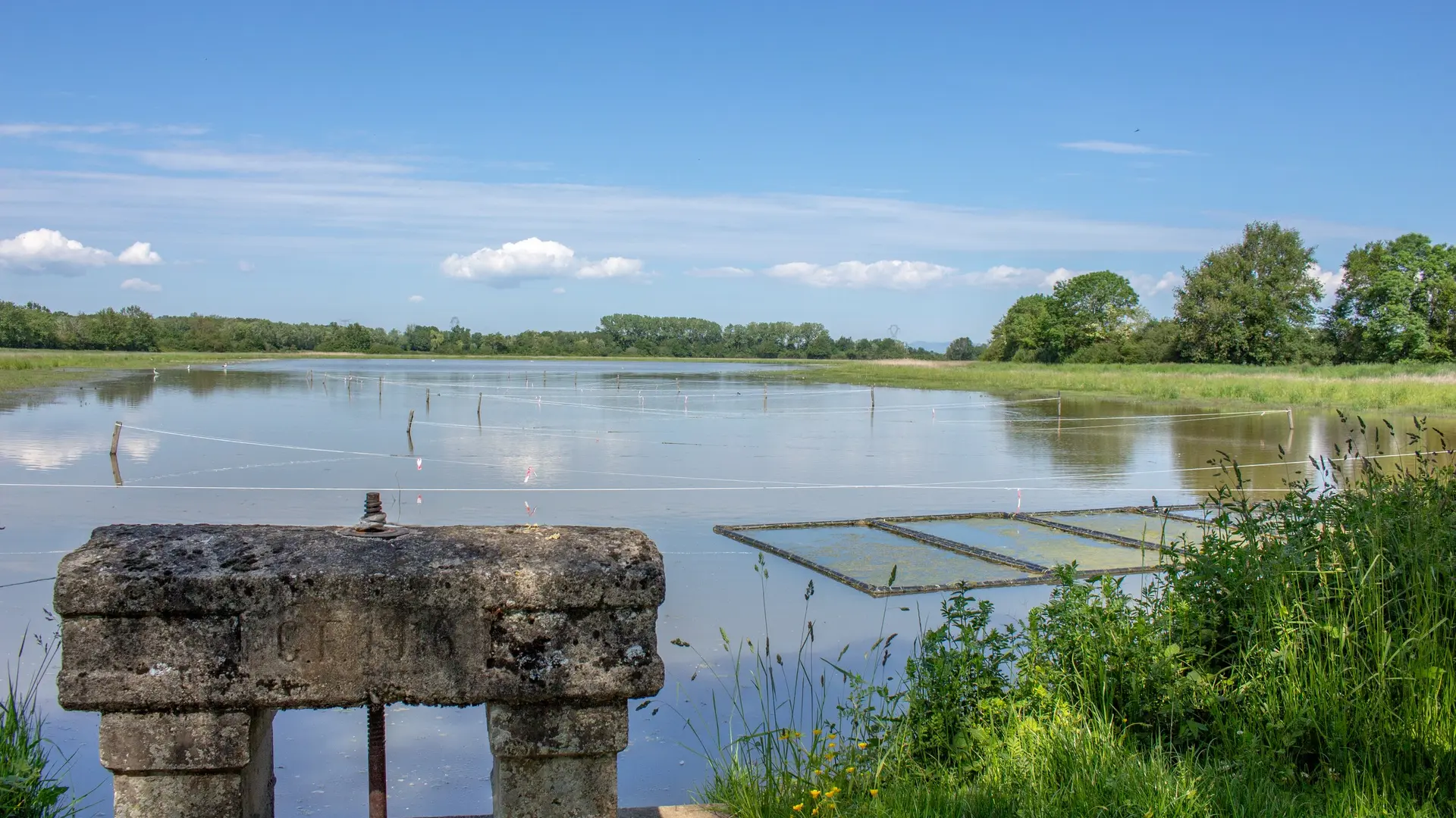 Etang de la Dombes avec un thou en premier plan