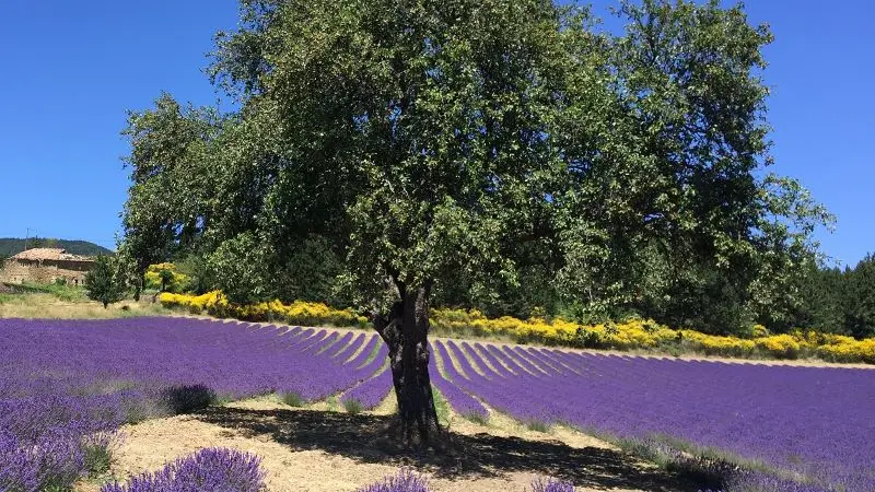 Champ de lavande