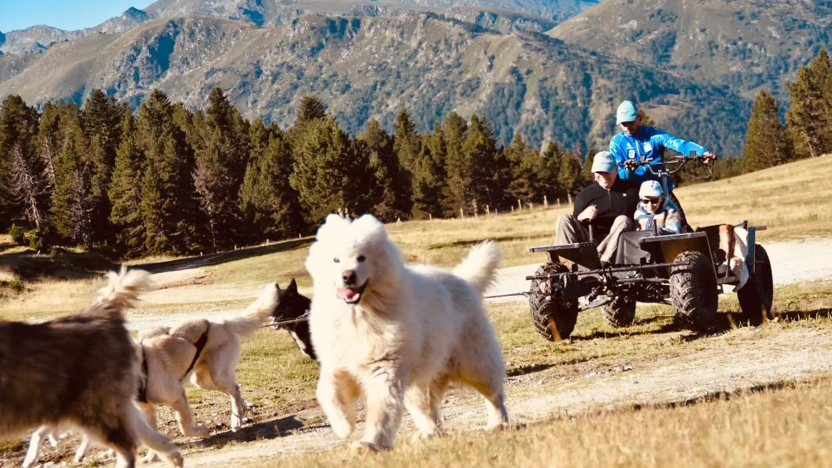 Chien-de-traineaux-CaniKart