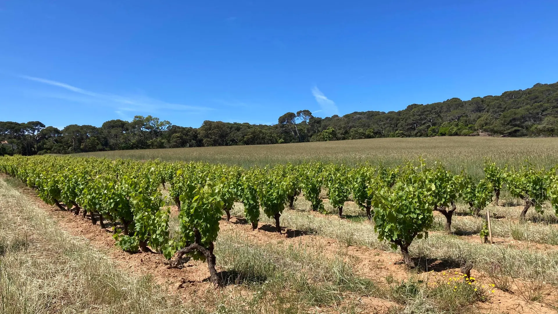 Vignobles à Porquerolles