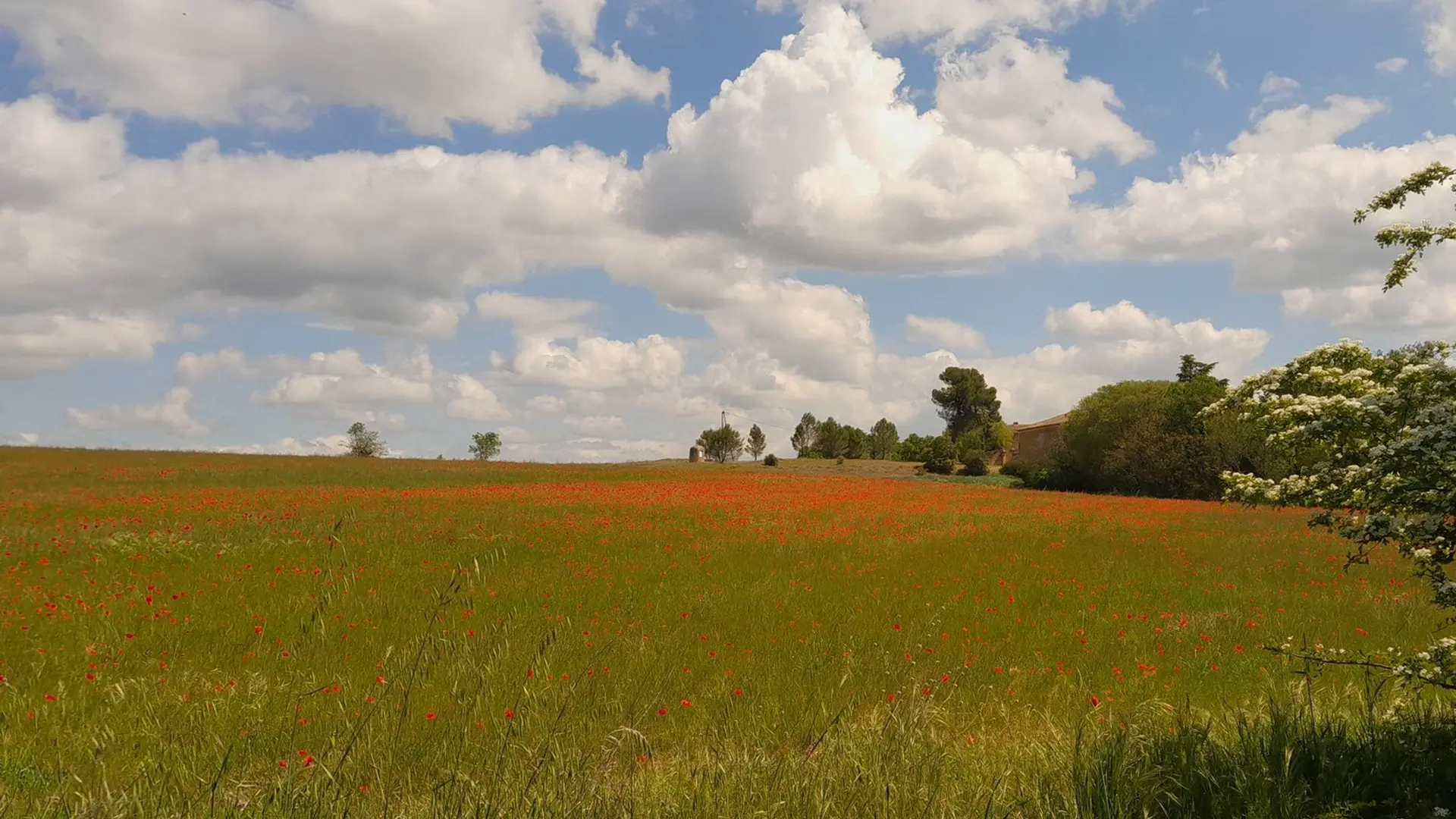 Champs de messicoles