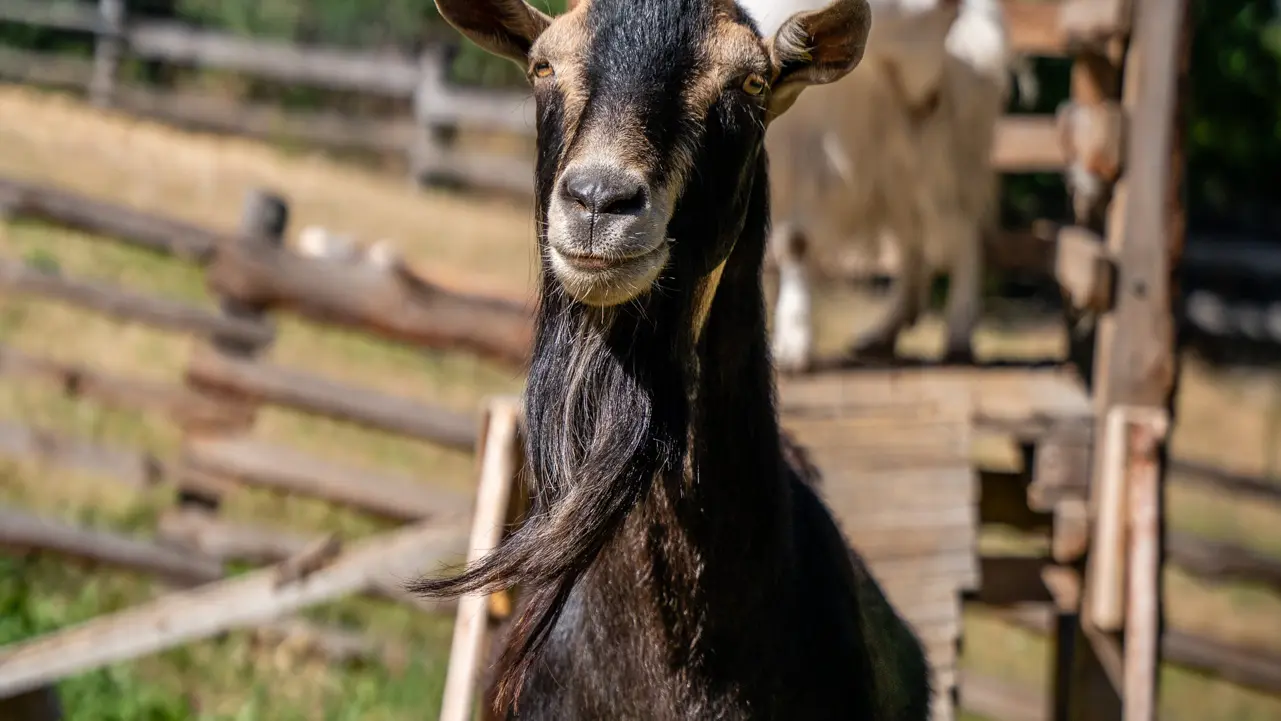 La petite ferme des regains