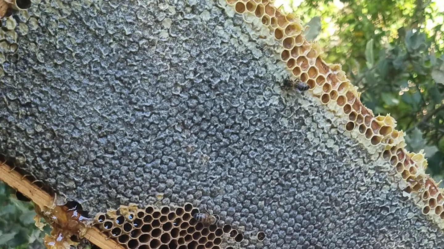 le-rucher-des-alpilles-saint-remy-de-provence