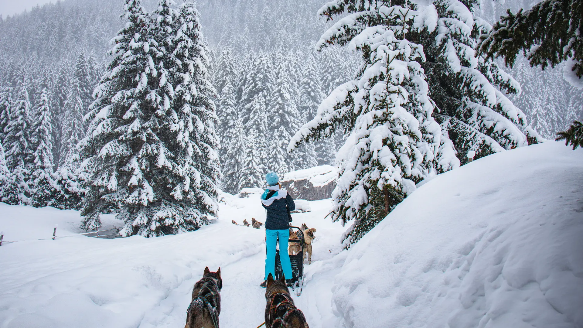 Conduite d'attelage avec un groupe constitué de 5 personnes et donc 5 traineaux à chien