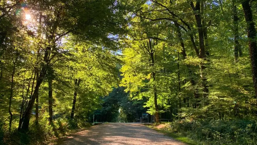 Foret de Seillon