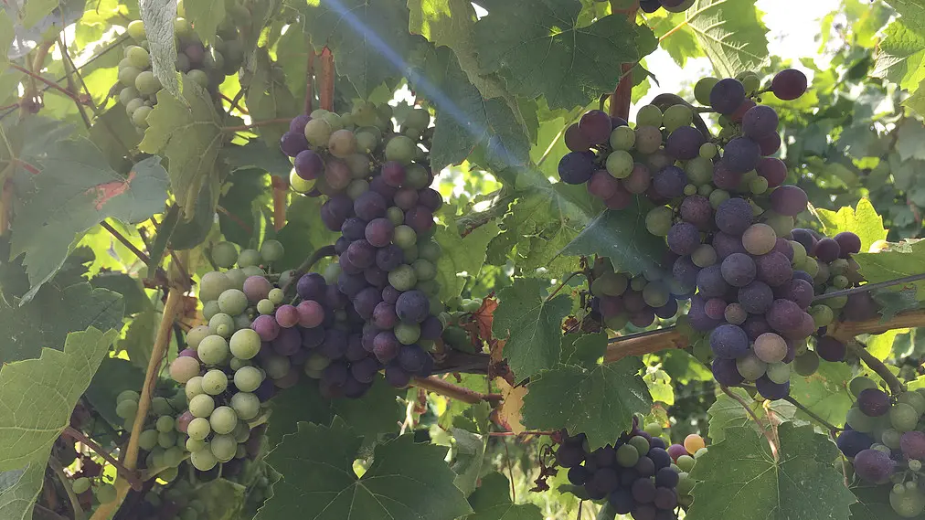 Grappes de raisin
