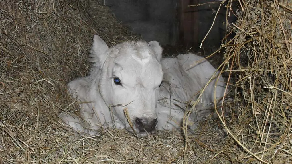Le petit veau couché dans la paille