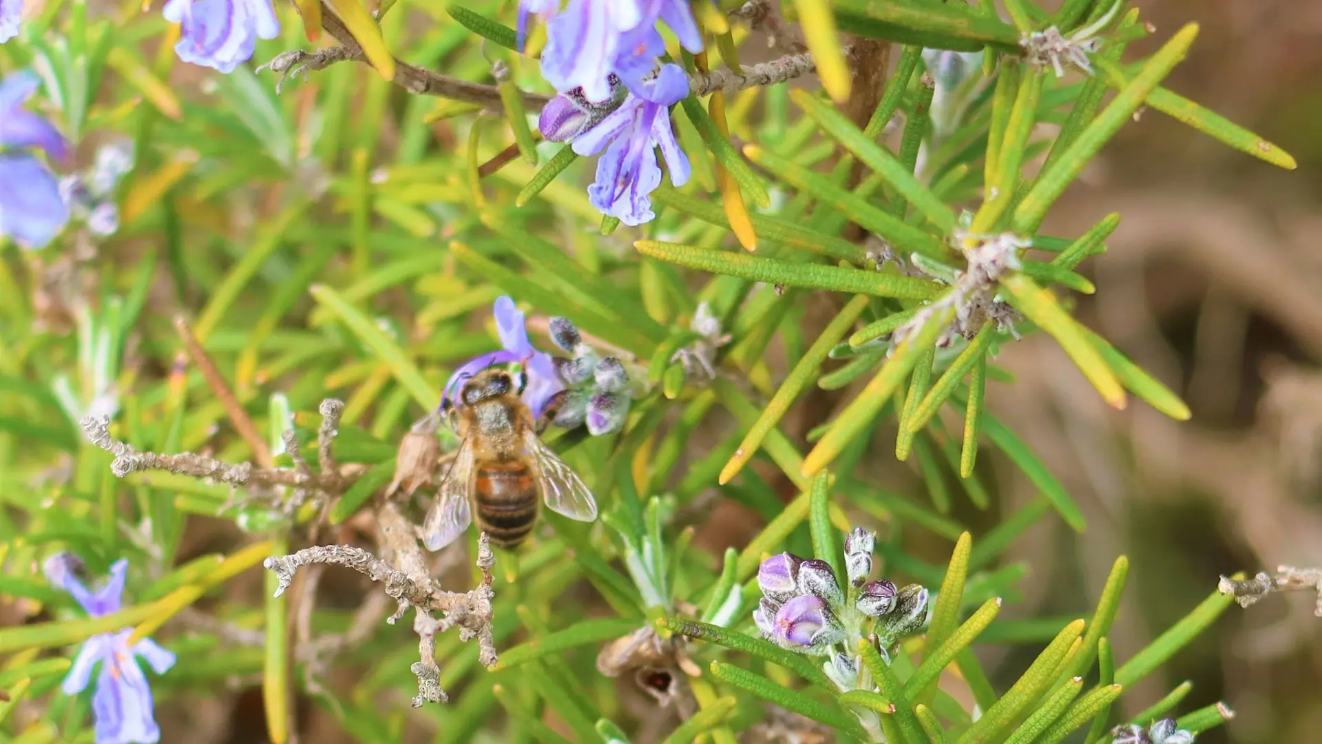 Abeille qui butine près de l'Ermitage Sainte-Croix