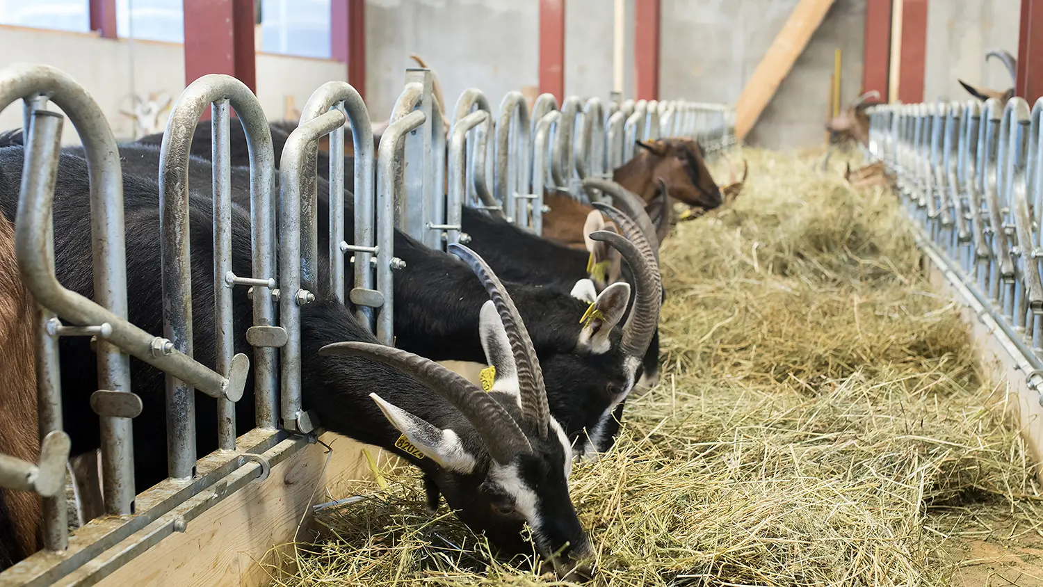 La Ferme des Hauts Forts