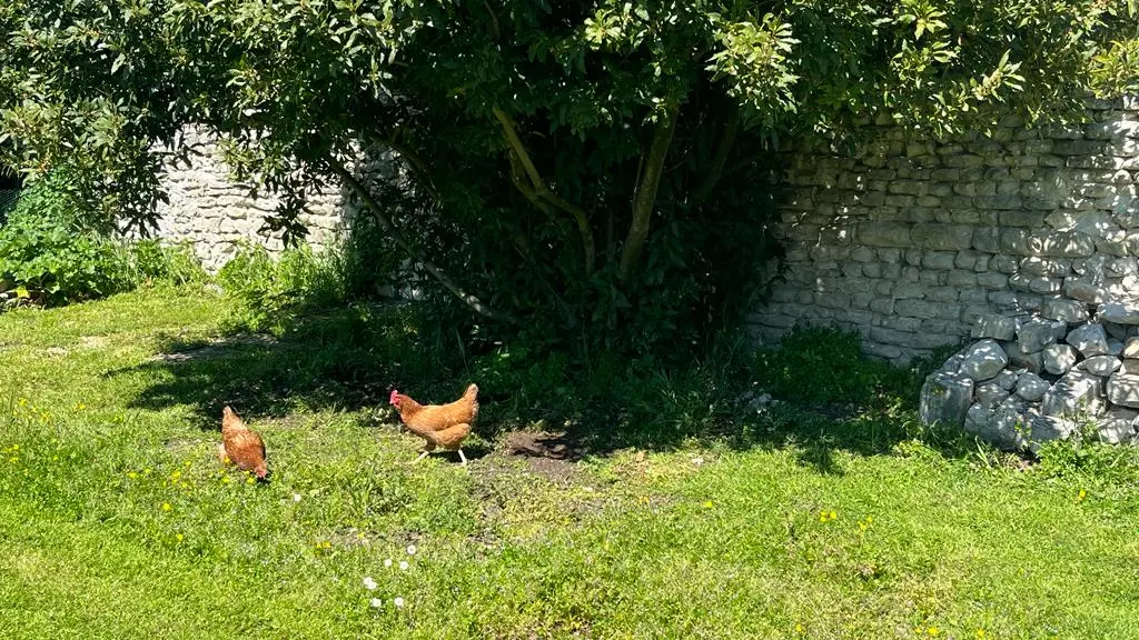 Small animals