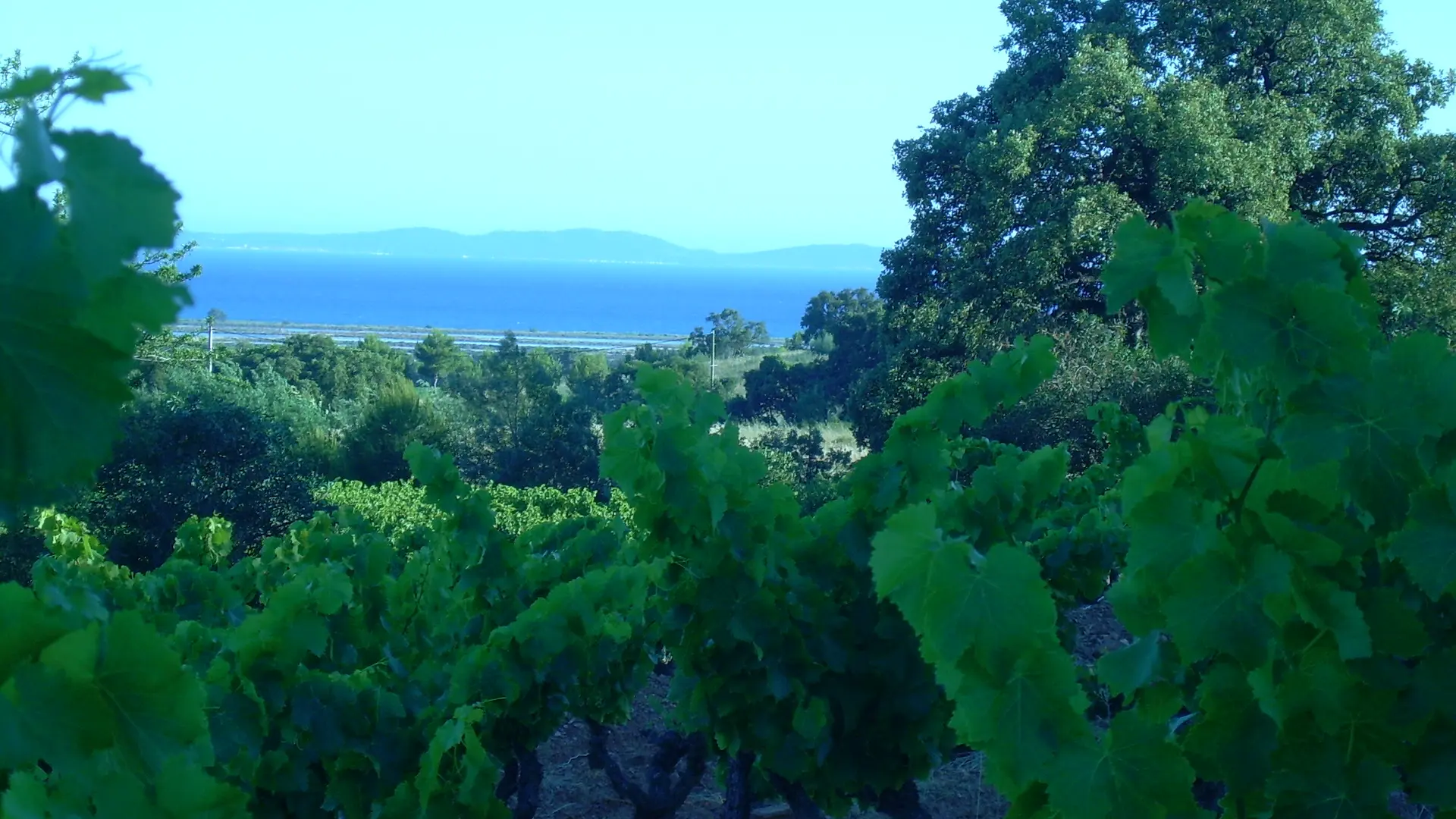 Les domaines viticoles en Méditerranée Porte des Maures