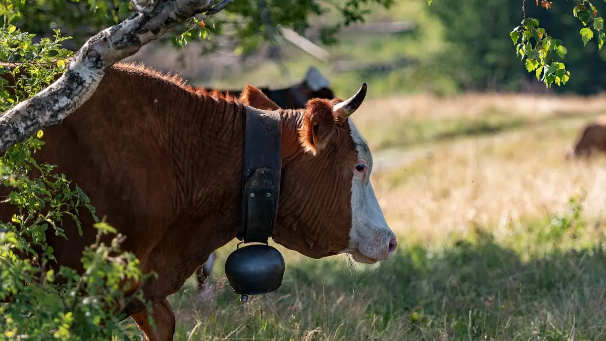 Les vaches de la Culaz