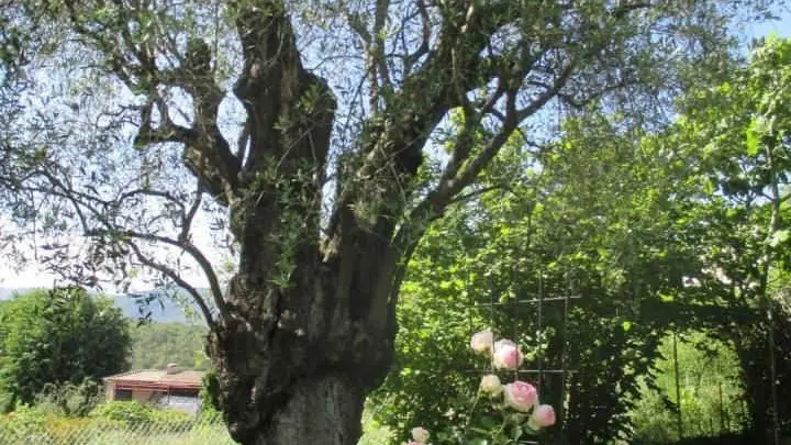 Jardin Gîte L'Emiliana à Roquefort les Pins Gîtes de France Alpes-Maritimes