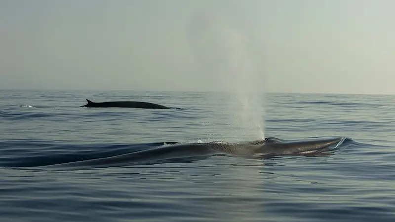 Sortie baleines et dauphins