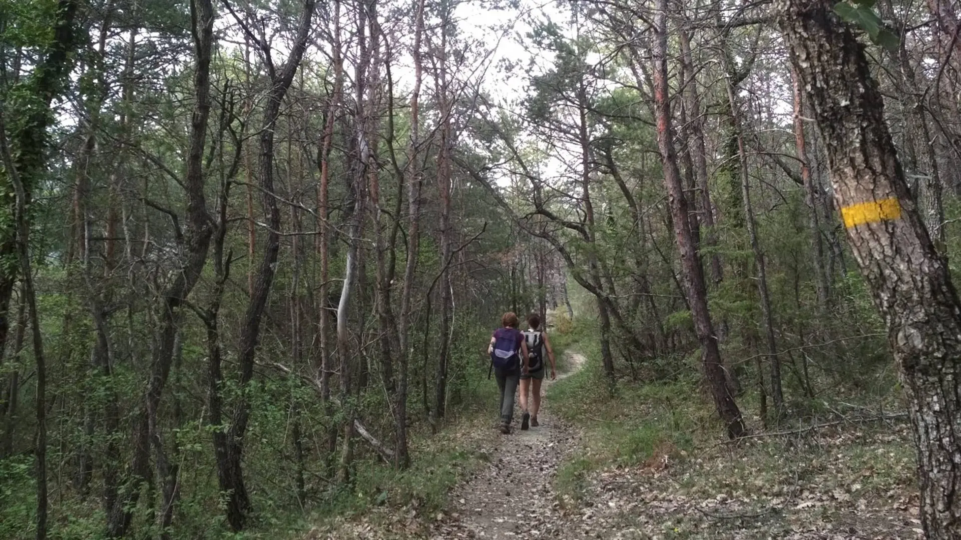Sous-bois de l'ubac de Pradenques