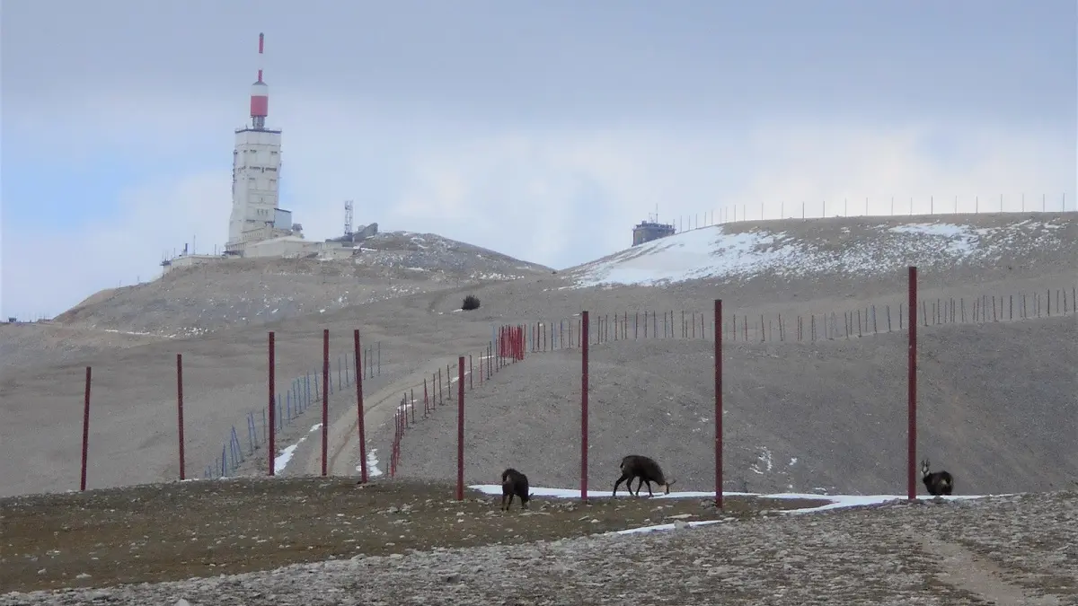 Le sommet du Mont Ventoux et chamois