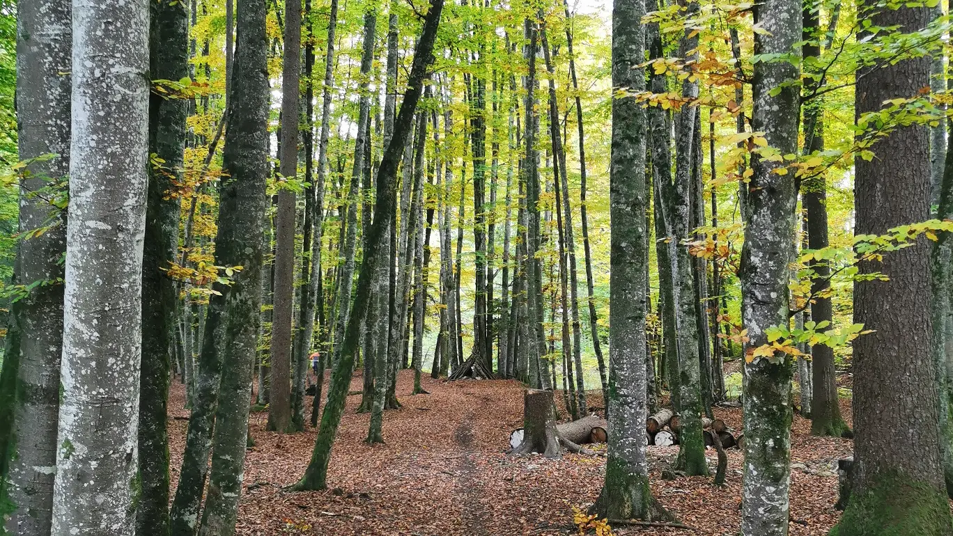 En forêt