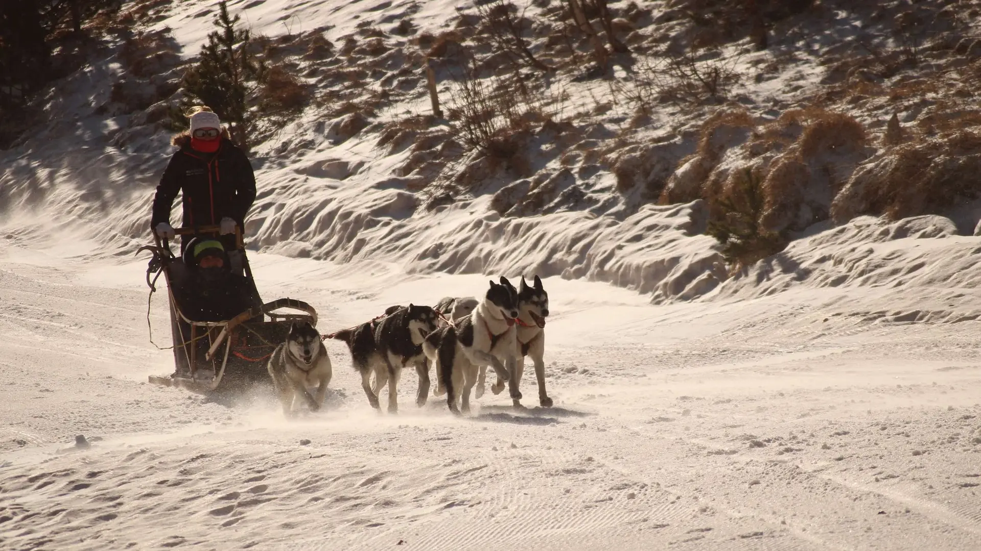 Chiens tirant le traineau