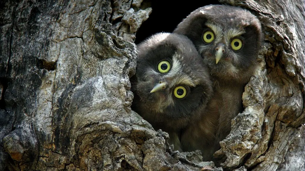 Jeunes Chouettes de Tengmalm