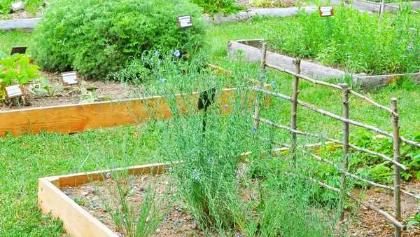 Jardin du Moyen Age © Evelyne Deveaux