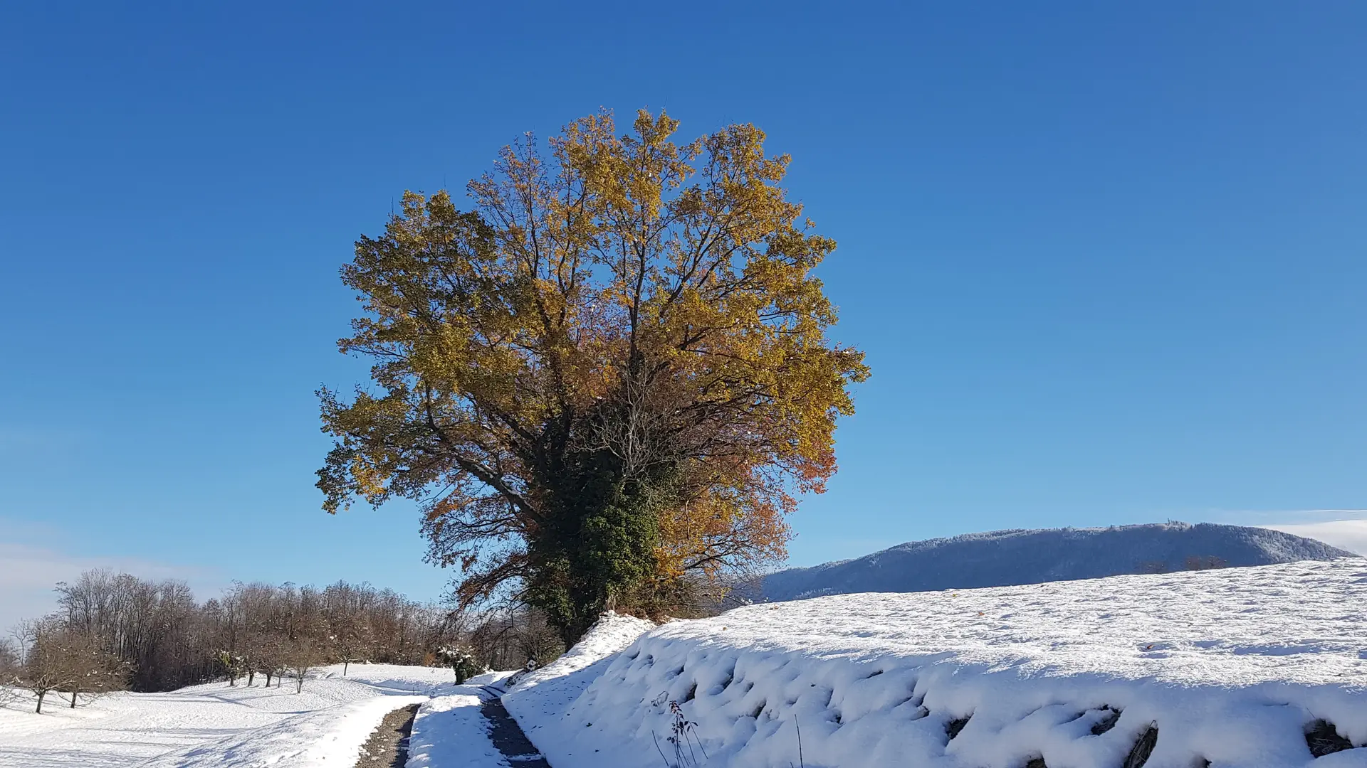 paysage enneigé