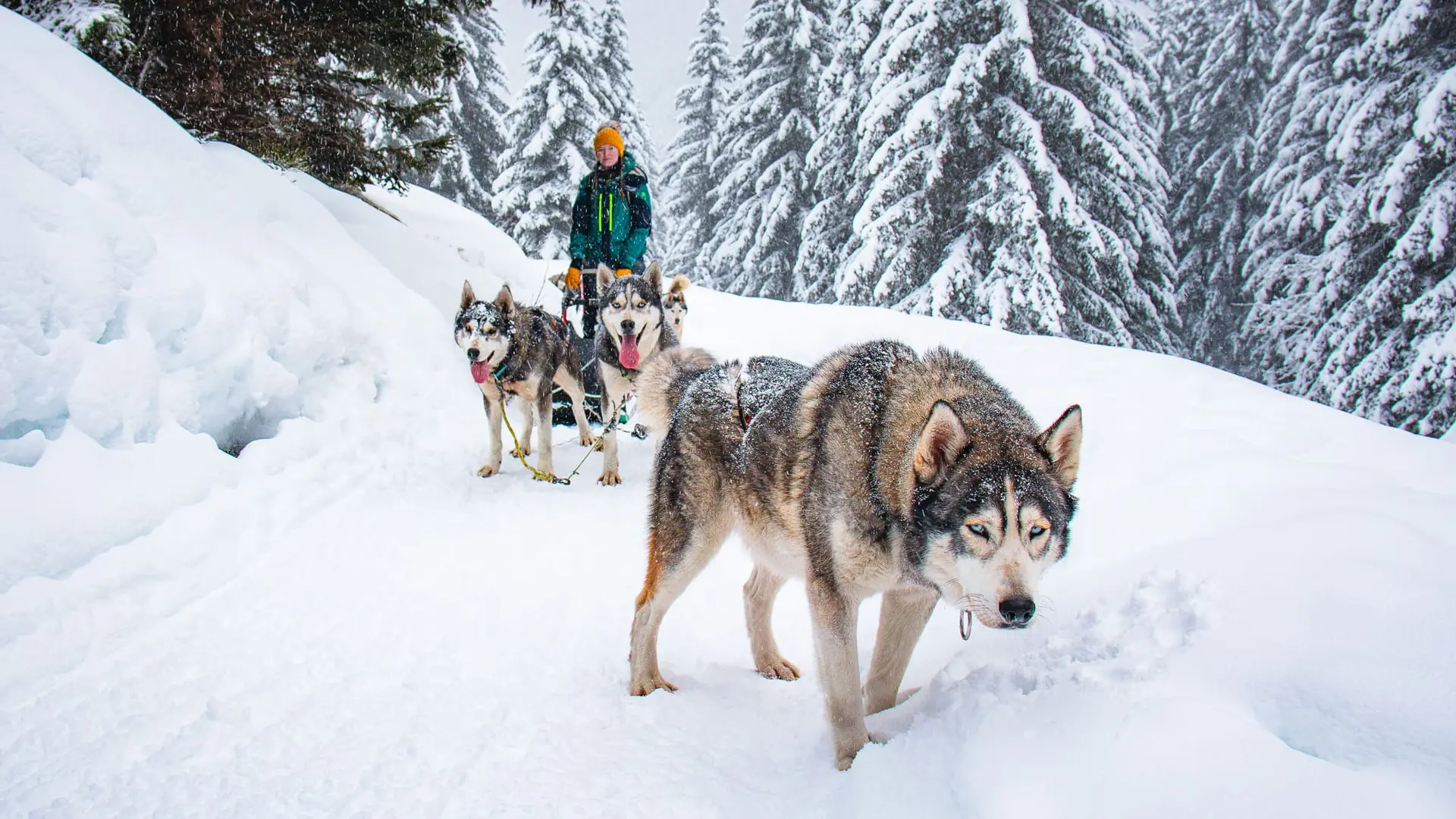 Conduite d'attelage avec Oakley en chien de tête