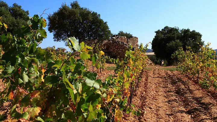 Vignes La Valetanne