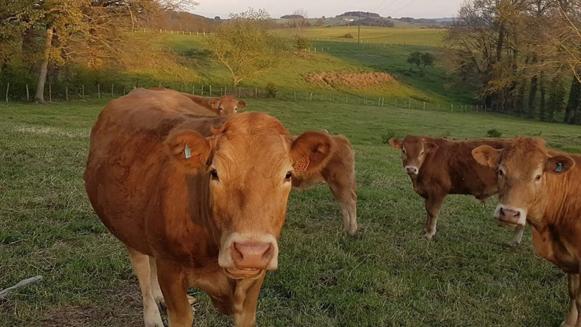 Ferme aux Limousines