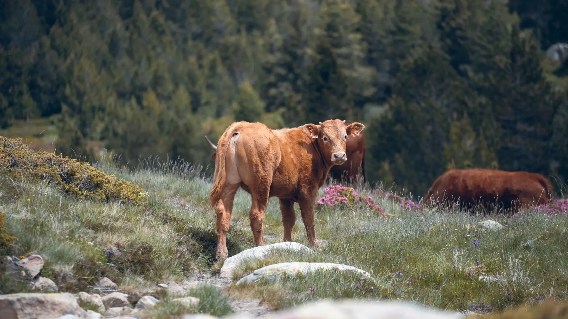 Vallée du Campcardos