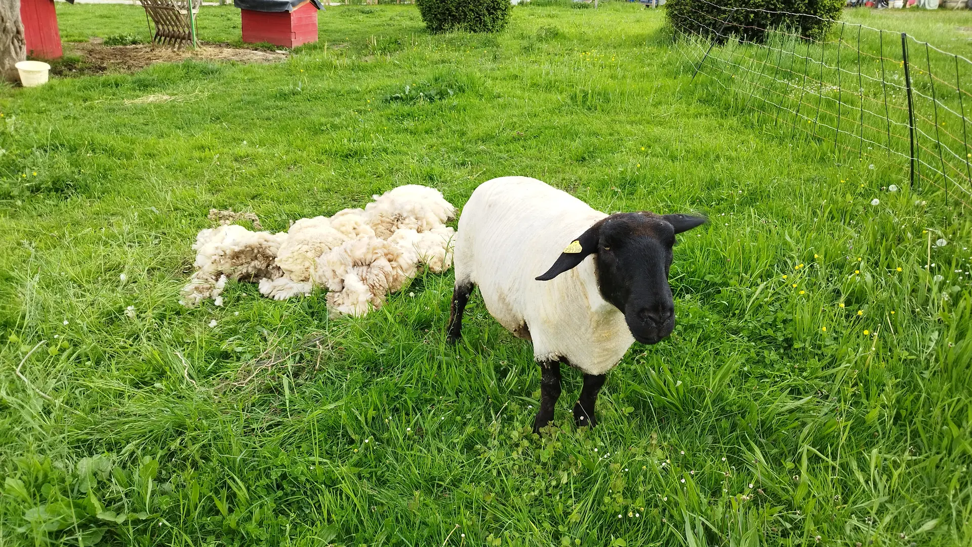 Mouton à tête noire