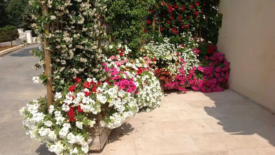 Gîte Petite Maison d'Amis-Fleurs-La Gaude-Gîtes de France Alpes-Maritimes