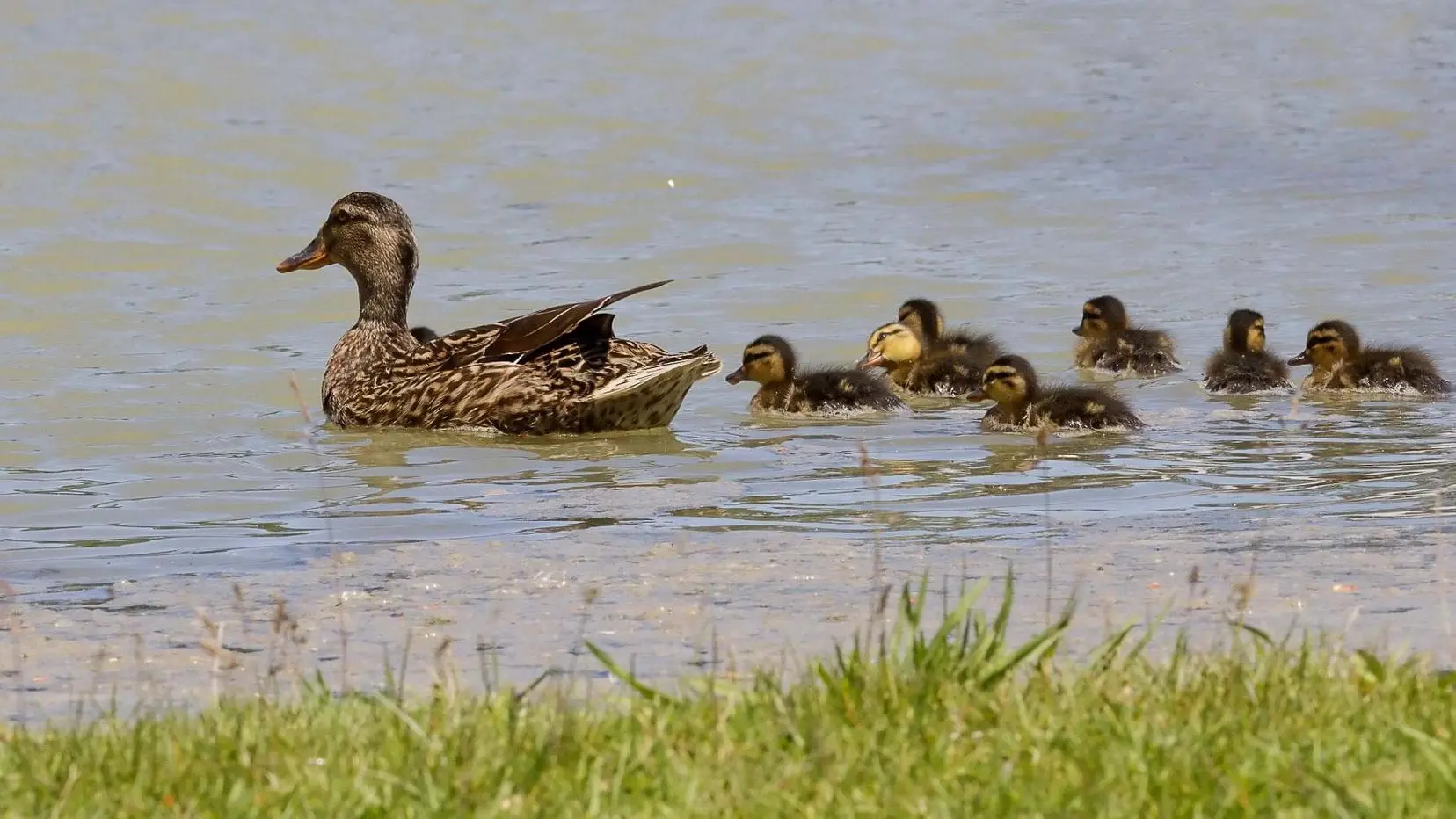 MES PETITS CANARDS