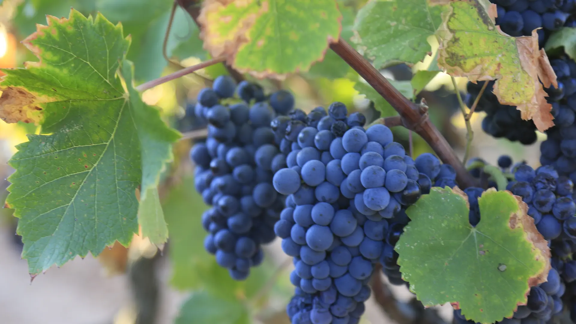 Le Cabanon des vignes