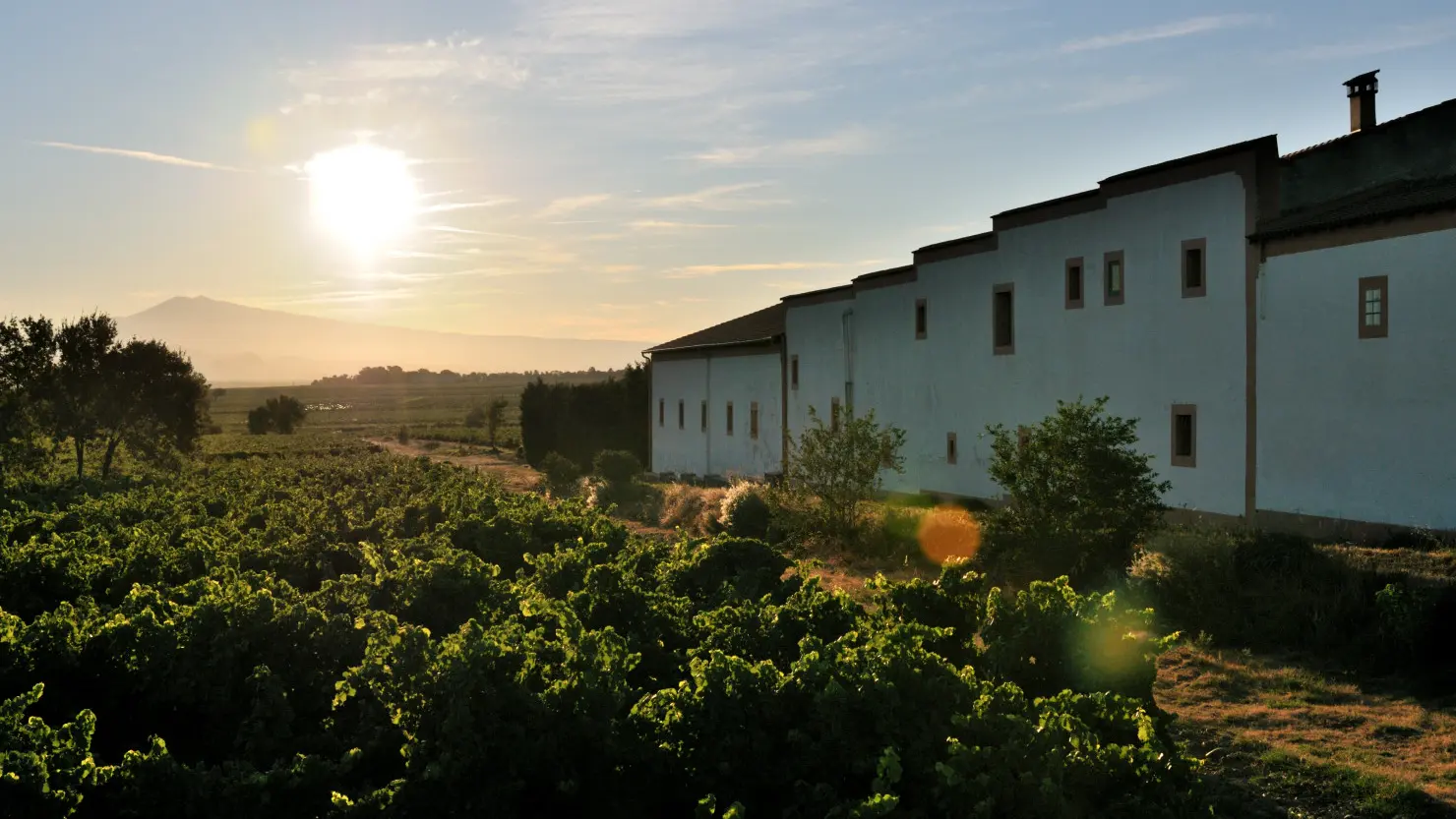 Domaine Saint Siffrein