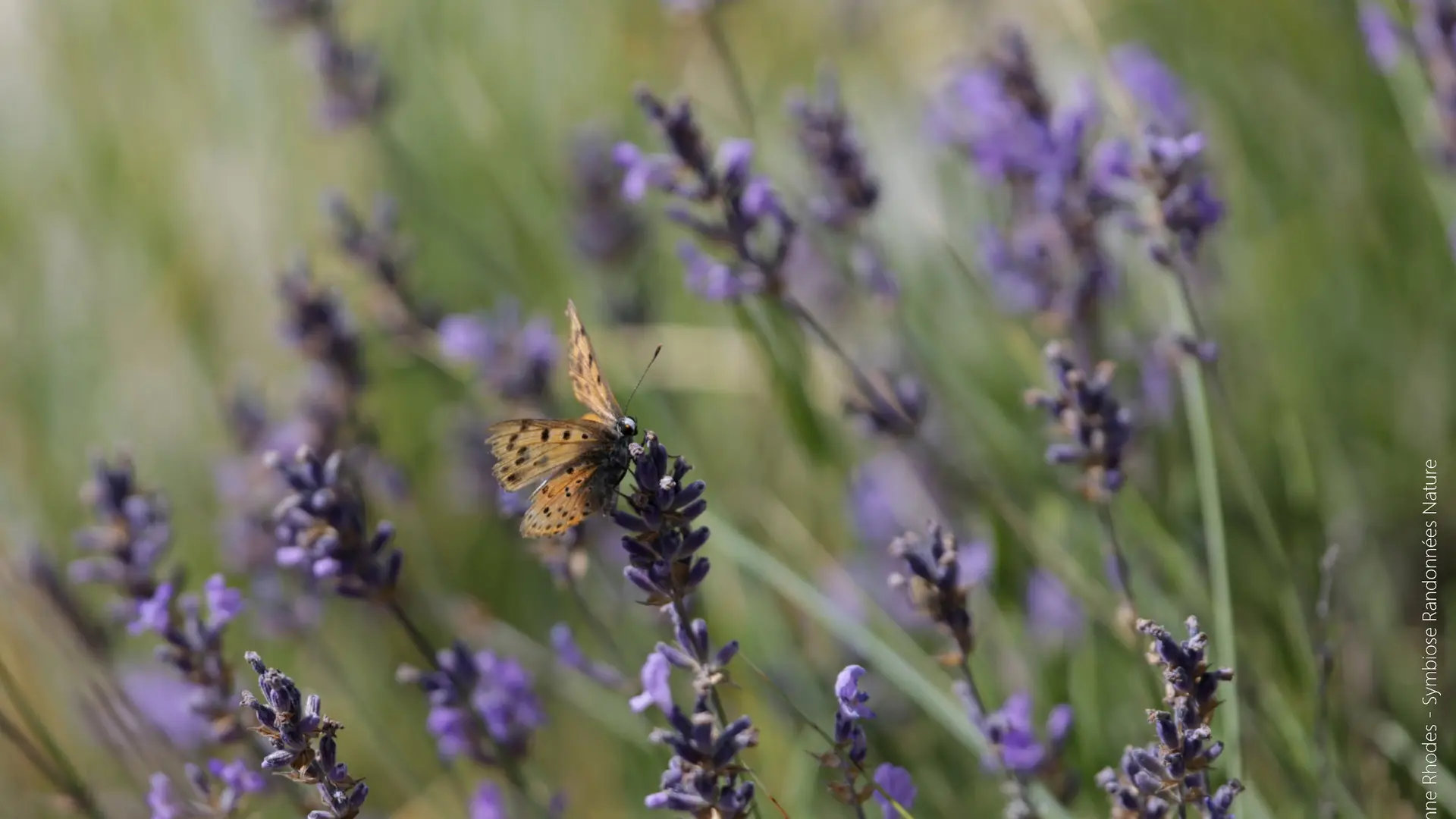 Symbiose Randonnées Nature CROTS