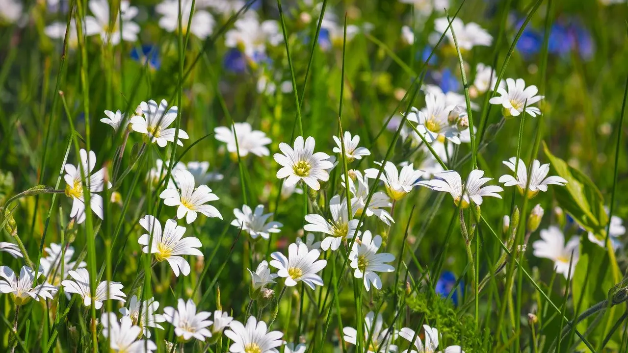 Sentier des grands prés