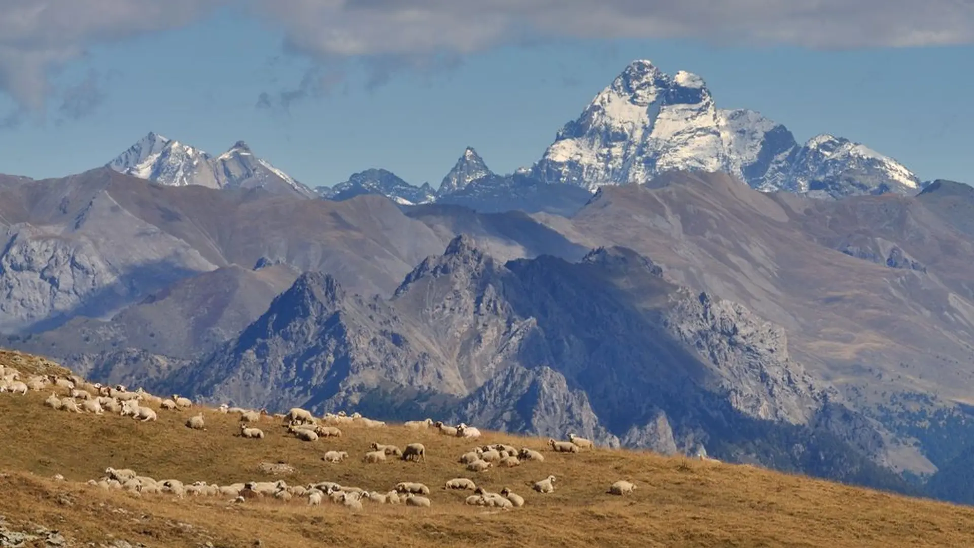 Troupeau de brebis à l'Alp de Réotier - Vautisse