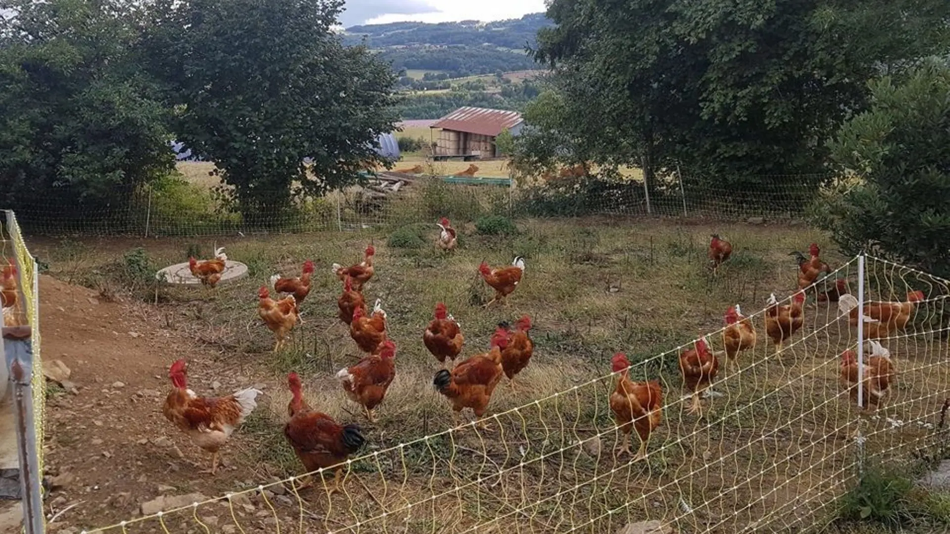 Ferme aux Limousines